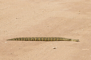 Puffadder (Bitis arietans) crossing a farm road in the Springbok area of South Africa