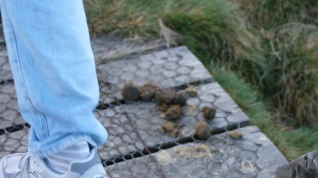 Close-up footage of wombat droppings on a wooden footpath in Cradle Mountain, symbolizing the natural wildlife environment of Tasmania.