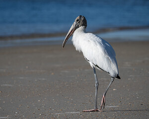 Wood Stork on a Florida Beach
