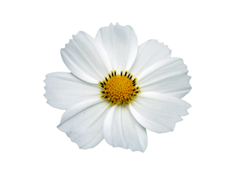 White cosmos flower with yellow center perfectly isolated on transparent background, png