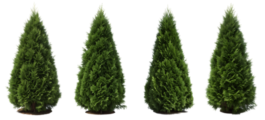 Four evergreen trees are arranged in a row, showcasing their rich green foliage. Each tree has a symmetrical shape, creating a uniform appearance.