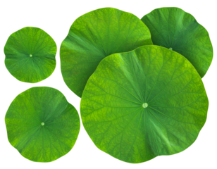 Individual and Clustered Green Lotus Leaves PNG Element Set isolated on transparent background