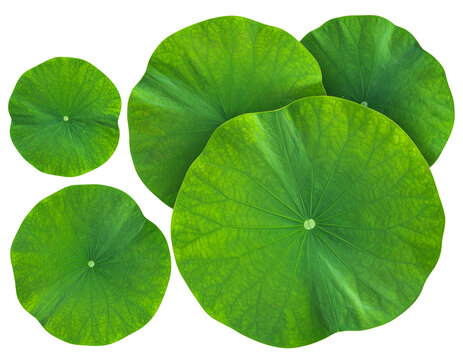 Individual and Clustered Green Lotus Leaves PNG Element Set isolated on transparent background