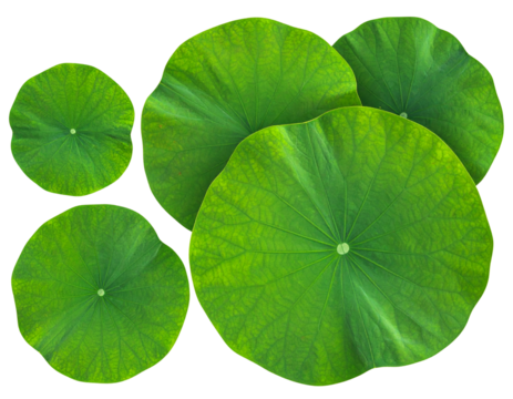 Individual and Clustered Green Lotus Leaves PNG Element Set isolated on transparent background