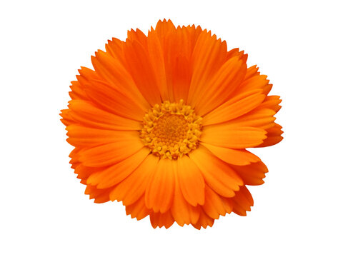 Bright orange calendula flower with vivid yellow center