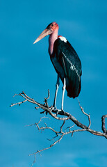 Marabou stork on a tree