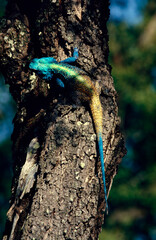 agama on a tree