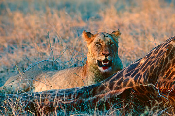 lions and giraffe carcass