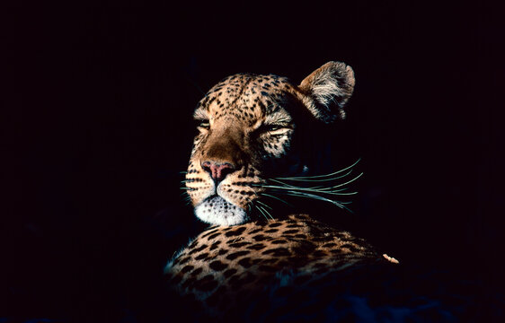 portrait of a leopard