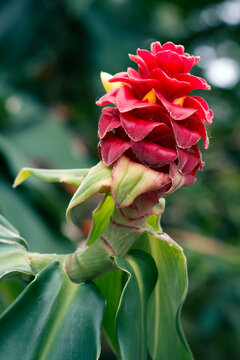 Red costus barbatus flower in soft natural light