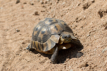 Angulate tortoise in Namaqualand South Africa.