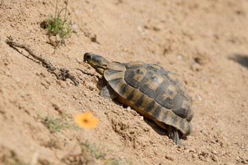 Angulate tortoise in Namaqualand South Africa.