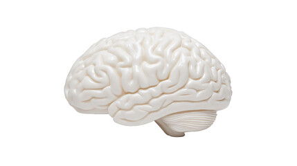 White brain model, isolated on transparent background, showing detailed anatomy and smooth surface, ideal for medical, educational, and scientific concepts, evoking curiosity and intelligence