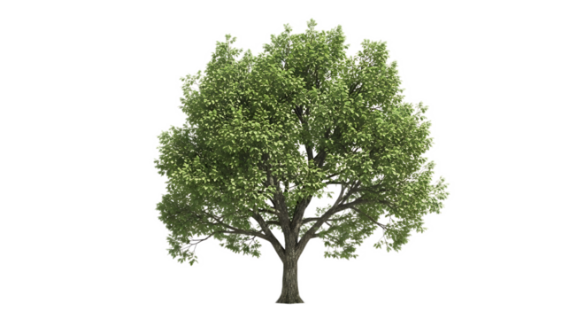 A single tree with green leaves and a brown trunk against a black background in a studio shot