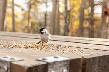 Nuthatch, small Bird eating seeds on wooden park table with autumn forest in the background