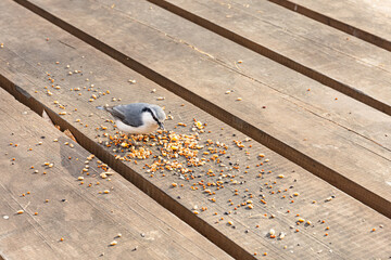 A small bird, nuthatch on wooden plank outdoors, pecking at scattered seeds. Wildlife, bird feeding.