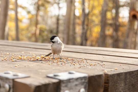 Nuthatch, small Bird eating seeds on wooden park table with autumn forest in the background - Powered by Adobe