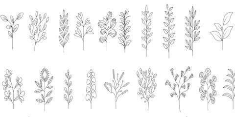 A collection of dried flowers, showcasing various dried blooms. Dried flowers in different shapes and colors. Elegant dried flowers for decoration.