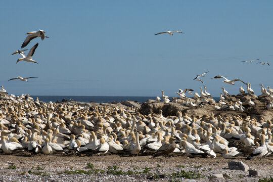 Malgasse or Cape Gannet (Morus capensis) on Bird Island at Lamberts Bay, South Africa