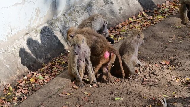 Yellow baboons sitting and observing