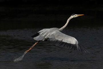Grey Heron takeoff at Tubli bay, Bahrain
