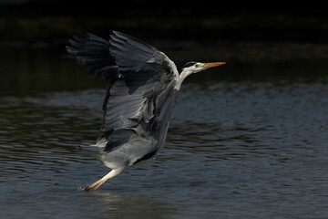Closeup of a Grey Heron takeoff at Tubli bay, Bahrain