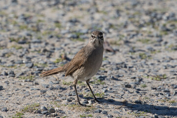 Karoo Scrub-robin at Langebaan, South Africa