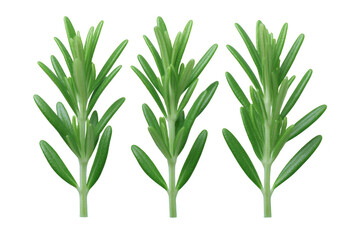 Fototapeta premium Fresh rosemary sprigs isolated on transparency background aromatic green herb with needle like leaves culinary ingredient natural organic healthy vibrant closeup