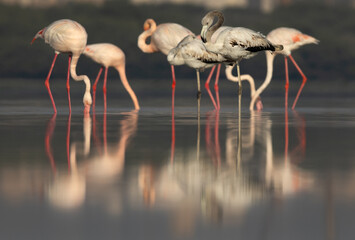 Greater Flamingos in the early morning hours at Eker creek, Bahrain