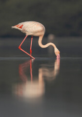 A Greater Flamingos feeding in the early morning hours at Eker creek, Bahrain