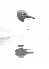 Highkey image of Black-headed gull at Tubli bay with reflection on water, Bahrain