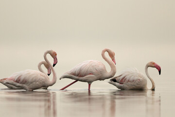 A pair of Greater Flamingos wading in the early morning hours at Asker coast of Bahrain