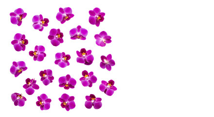A vibrant collection of delicate purple orchid flowers artfully scattered across a clean white background, showcasing their intricate beauty
