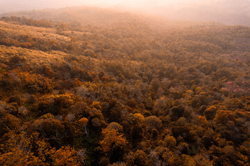 Aerial view of autumn forest landscape with dense trees and fall foliage in tropical rainforest during sunrise