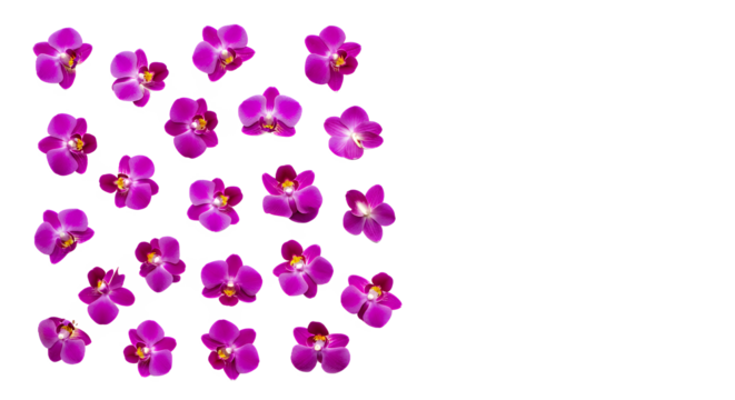 A vibrant collection of delicate purple orchid flowers artfully scattered across a clean white background, showcasing their intricate beauty