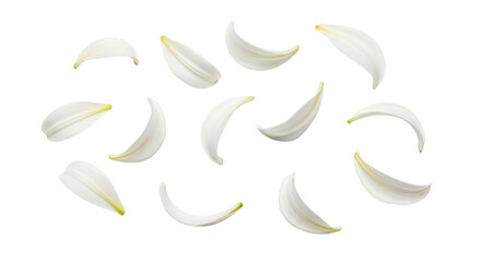 Obraz premium White Petals Floating Gently - A Minimalist Nature Art