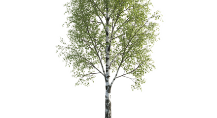 Isolated birch tree with green leaves and white bark against a black background in full view image