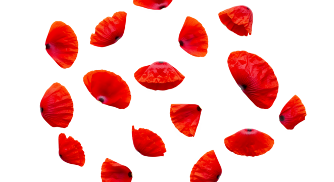 Vibrant red poppy petals gracefully scattered on a clean white background, showcasing the delicate beauty and rich color of these iconic flowers in a visually striking composition