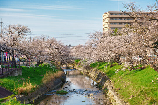 Full bloom cherry blossom or sakura tree blooming along canal during springtime in the evening