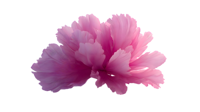 Isolated pink peony flower blossom bloom on transparent background floral botanical nature photography art