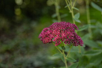 Fototapeta premium Vibrant cluster of pink stonecrop blossoms growing in garden surrounded by natural greenery