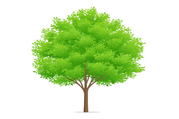 Green tree leafy foliage brown trunk isolated on transparency background natural plant summer season vibrant healthy outdoor environmental concept