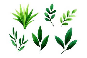 Green leaf illustration botanical plant set watercolor style isolated on transparency background natural foliage decorative greenery fresh vibrant hand drawn nature inspired design