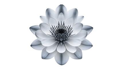 Fototapeta premium Elegant black and white water lily flower blossom photo for wallpaper and background desktop design on transparent background