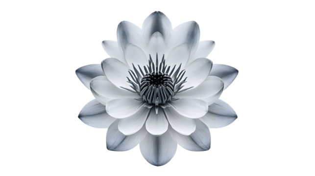 Elegant black and white water lily flower blossom photo for wallpaper and background desktop design on transparent background - Powered by Adobe
