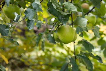 Ripe green apples growing on apple tree surrounded by lush foliage in summer garden