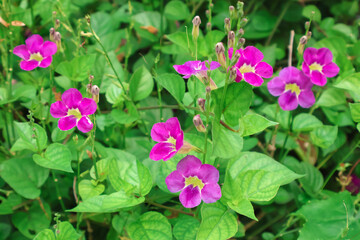 Carpet of blooming Ganges primrose (Asystasia gangetica, creeping foxglove, Chinese violet) with vivid magenta-lilac flowers and dense foliage, ideal for wildflower, and landscape photography.