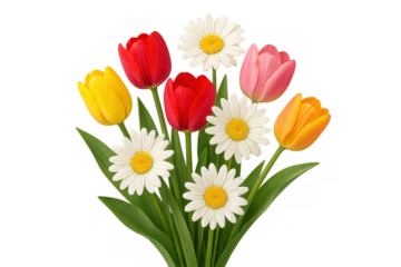 Colorful tulips and daisies bouquet on transparent background