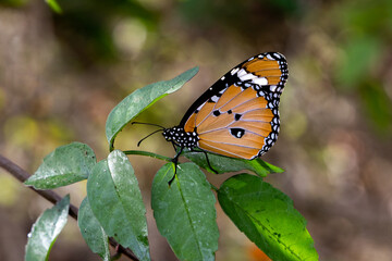 A colorful patterned butterfly perched hanging on an orange branch, macro, blurred background