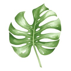 Monstera leaf vector illustration highlighting its unique cutouts and rich green color, representing tropical foliage.